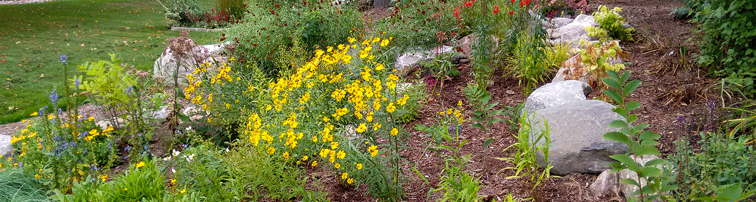 rain garden with yellow flowers, rocks, and brown mulch