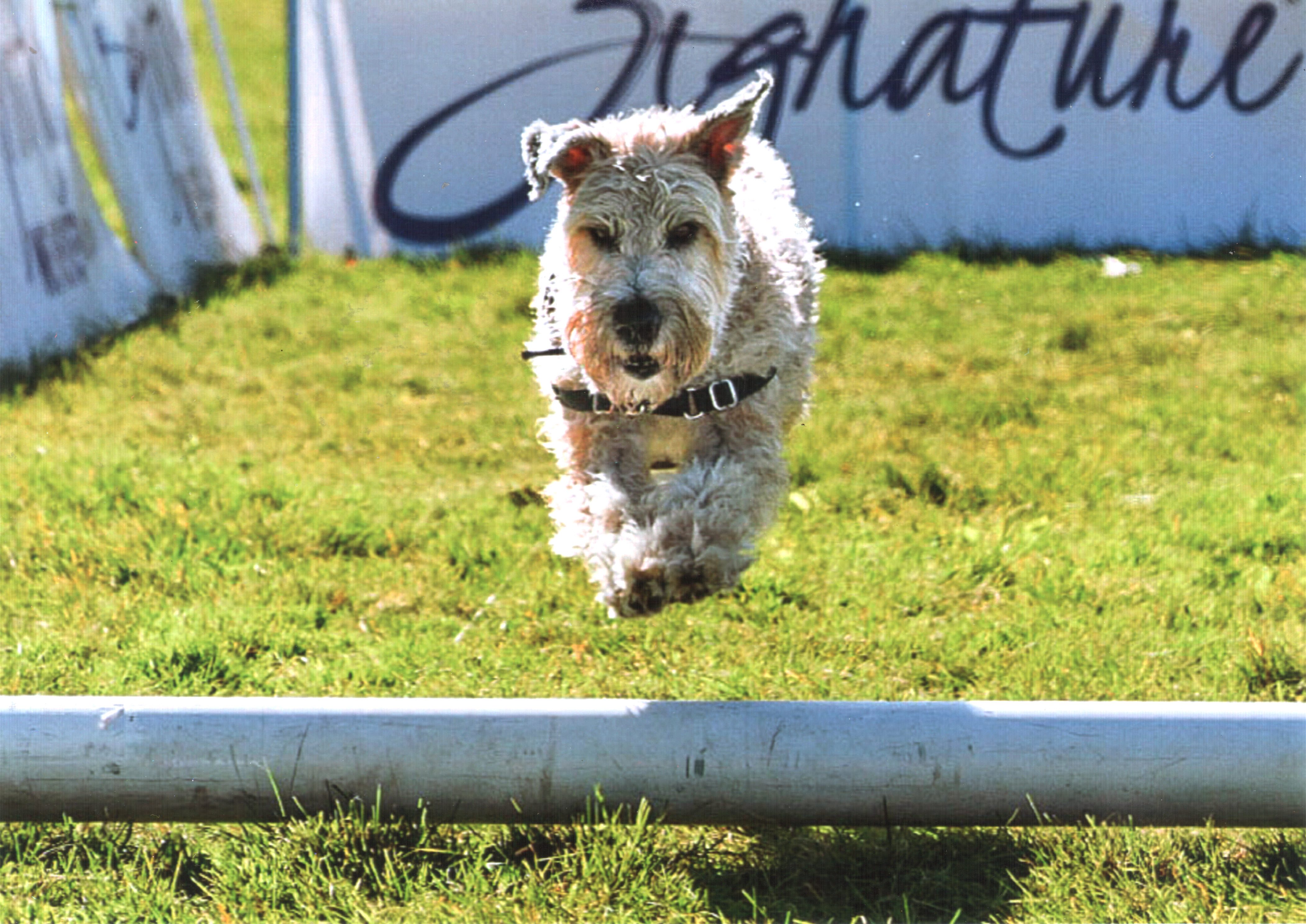 dog jumping an obstacle in the lure course