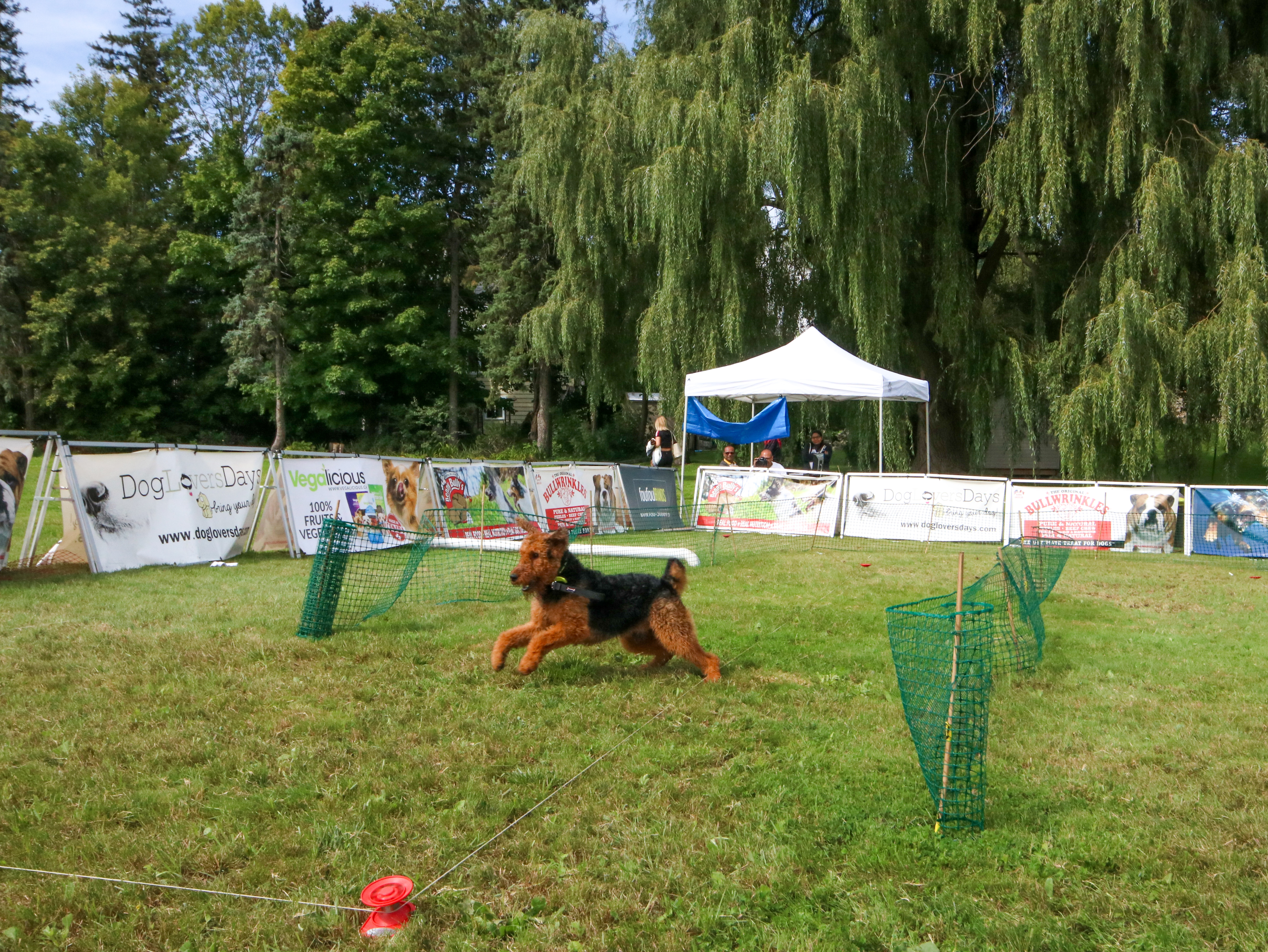 dog running in the lure course